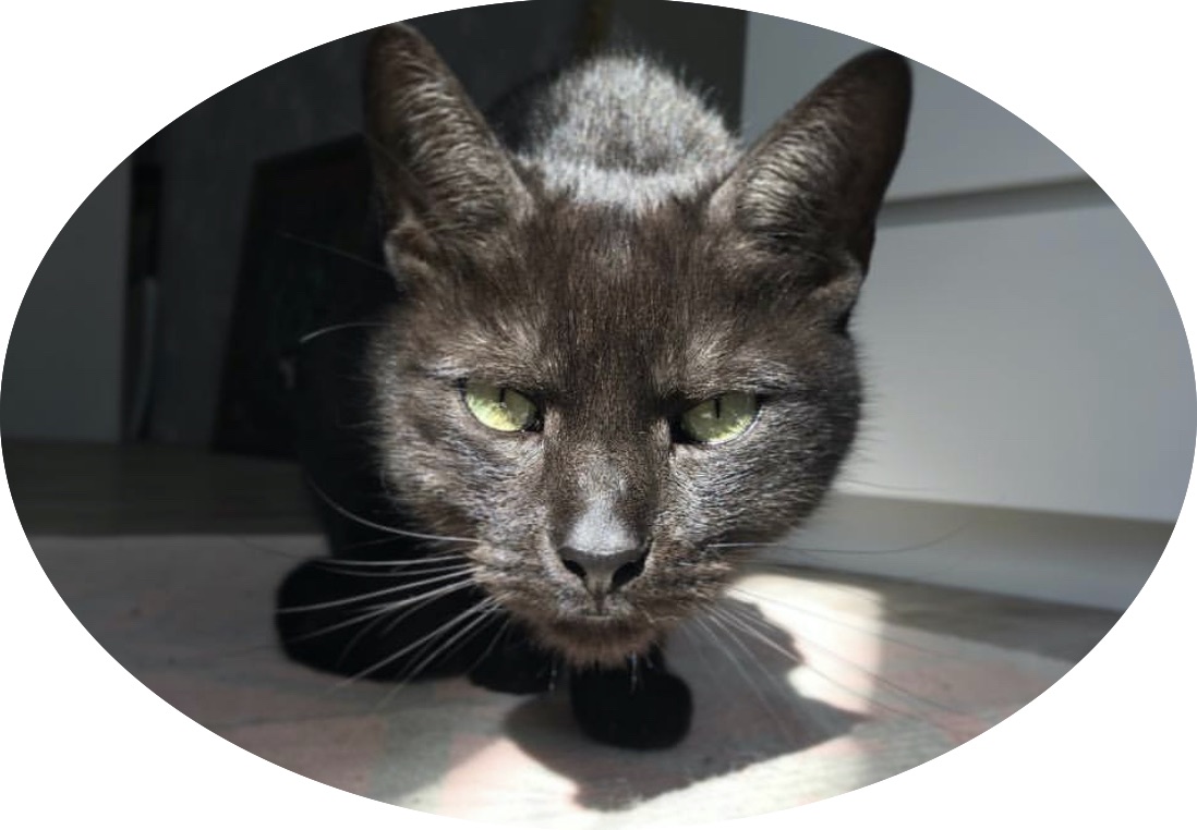 kater-jenkins-hanf-gesundheit-verwendung-von-cbd_1
